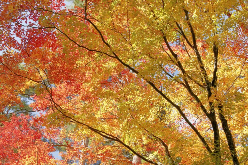 紅葉
